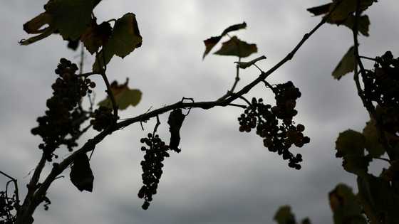 Withering vines: California grape farmers abandon fields as local wine struggles