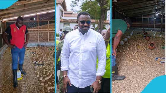 John Dumelo speaks Ewe with his chicks on his poultry farm, they obey him