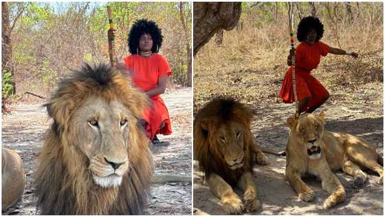 Brave lady poses with 2 lions at Safari Senegal, calmness of lions amuses people