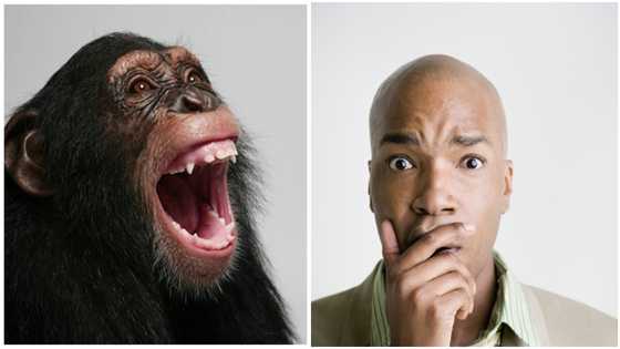 I Shot At Chimpanzee In The Forest & It Spoke Back: Hunter reveals bizarre story, netizens do not believe him