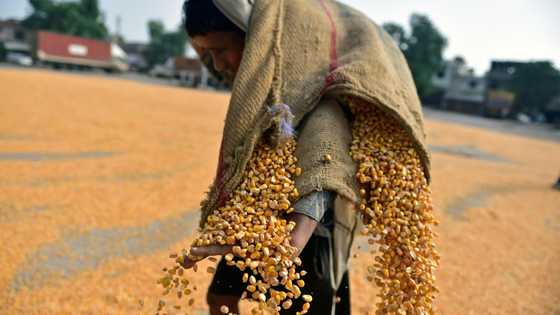 India exporters say 50% Trump levy a 'severe setback'