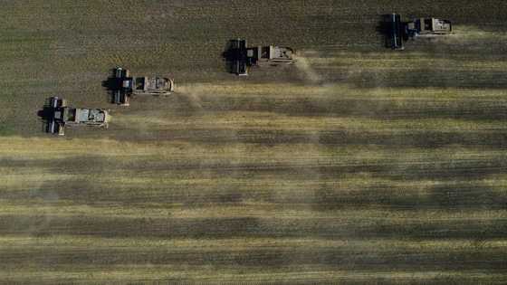 Why has Russian wheat been entering the EU duty-free?
