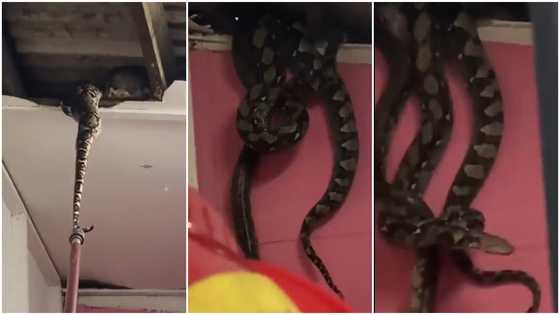Video of massive snakes in ceiling goes viral with 2.3 million views, peeps frightened, "scariest thing ever"