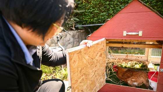 Backyard barnyard: rising egg prices prompt hen hires in US