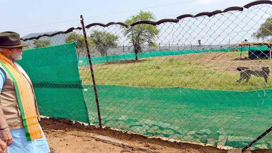 India welcomes back cheetahs, 70 years after local extinction