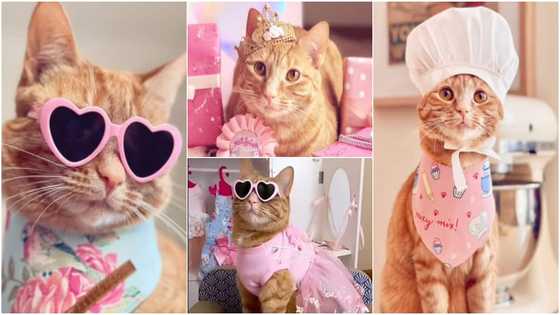 Meet superstar cat who leads a lavish life, wears designers & has thousands of followers on social media