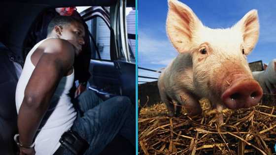 Salifu Imoro: 52-year-old Ghanaian man sentenced to three years for stealing a pig