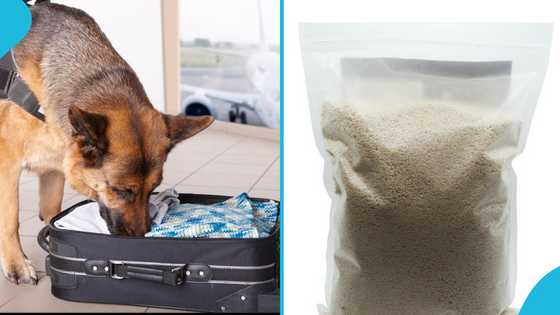 Manager at manufacturing company caught smuggling narcotics out of Ghana in gari at airport