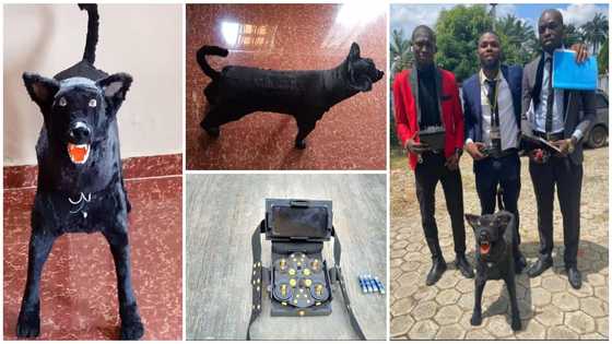 3 talented students build dog that is remote-controlled as final year project in viral photos