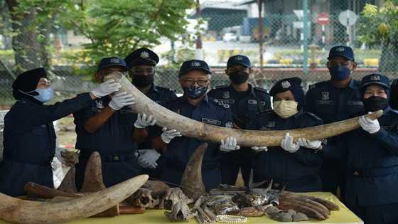 Malaysia seizes animal parts worth $18 mn