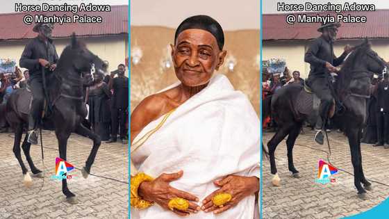 Horse performs adowa dance at Asantehemaa’s funeral rites, video awes peeps
