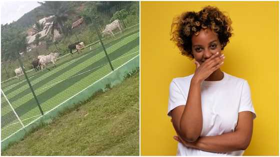 Photo of cattle munching on astroturf pitch causes massive stir on social media
