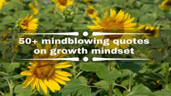 50+ mindblowing quotes on growth mindset that will change how you look at things