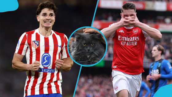 Mysterious cat with near-perfect record predicts winner of Atletico vs Arsenal match