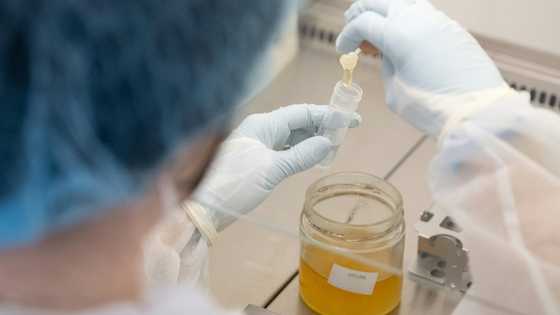 Austria trials DNA testing to uncover honey fraud