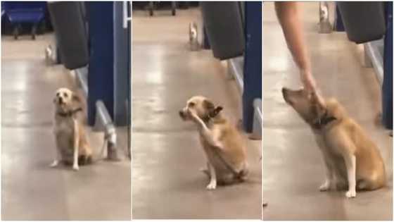 Dog greets people at a supermarket, heartwarming video causes mixed reactions as it goes viral