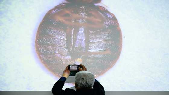 Mapping bedbugs: S Korean blockchain engineer fights infestation with data