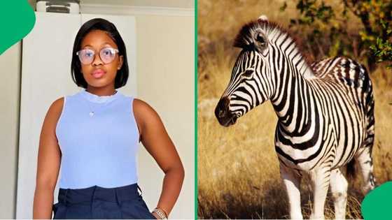 "Weekend away gone wrong": Woman shows injury after zebra kicks her