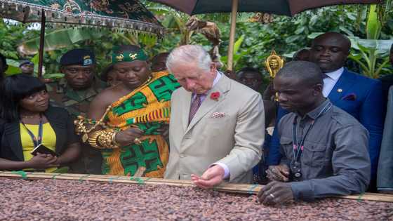 Complete List of Cocoa Growing Districts and Regions in Ghana