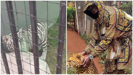 Freedom Jacob Caesar’s tigers pose no threat – Forestry Commission
