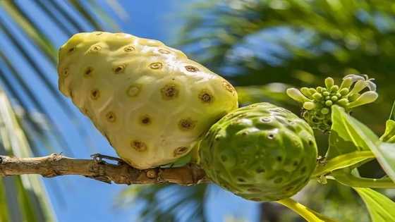 How to eat noni fruit the right way