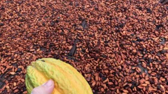 List of cocoa processing companies in Ghana