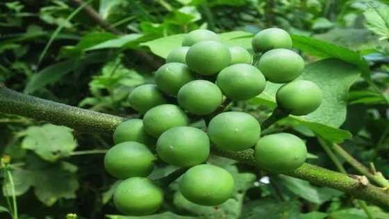 Health benefits of turkey berry