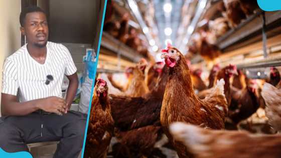 Ghanaian man opens up about poultry farming business: "I make GH₵11K monthly"