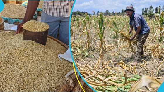 Peasant farmers push against government's ban on grain exports