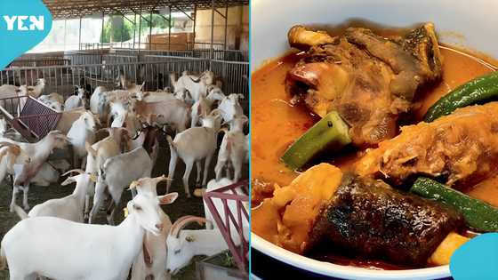 Goat heist in Kumasi: community split over sympathy for suspect
