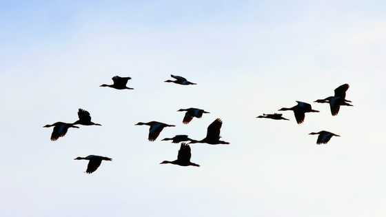 Mercury pollution makes ducks more likely to get bird flu: study