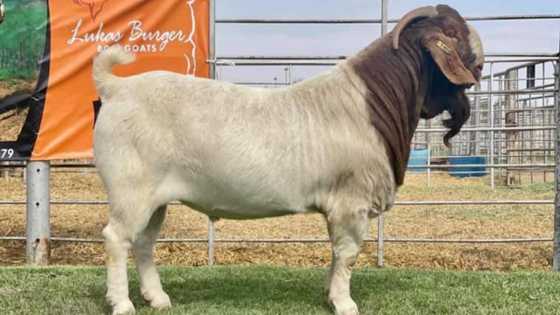 “The gods must be crazy”: Man sells goat for a whopping GHc200,000