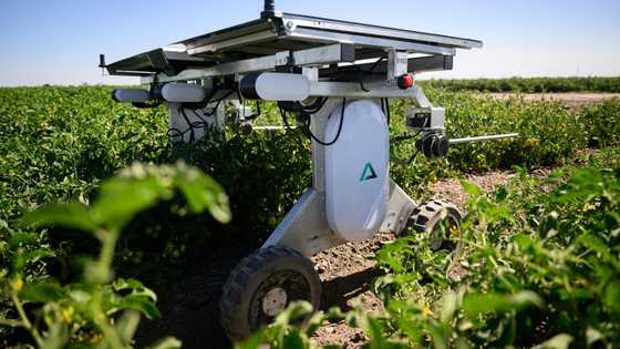 AI robots fill in for weed killers and farm hands