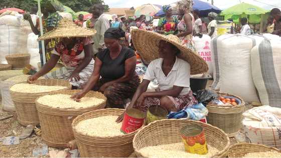 Price of maize increase by 300 percent at Techiman Central Market