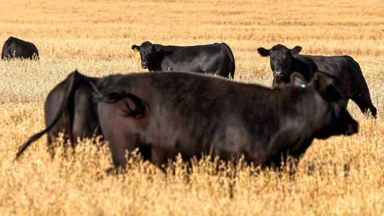 Australia lifts trade barriers on US beef