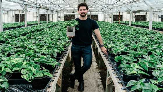Meet Neo Px: the super plant that attacks air pollution