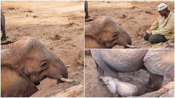 Elephant returns with baby 10 years after to man who cared for it to "say hello"