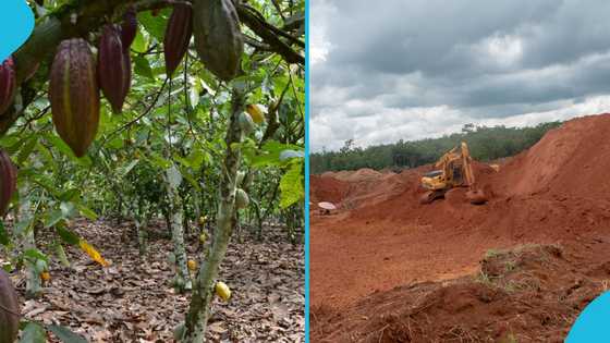 "Very serious problem": Illegal miners destroy over 7 acres of cocoa farms at Akwabuoso