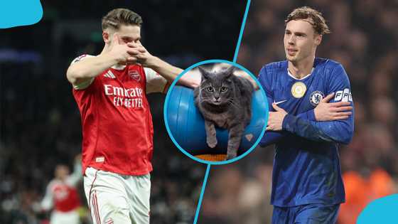 Premier League superstition: Mysterious cat chooses Arsenal vs Chelsea winner