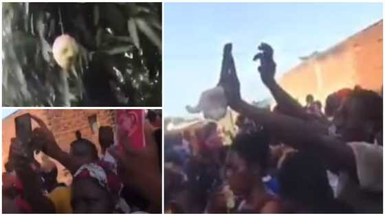 Residents Discover Mysterious Mango Fruit with Human-like face on Tree; video drops