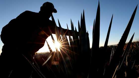 After the party, Mexican agave farmers face tequila hangover