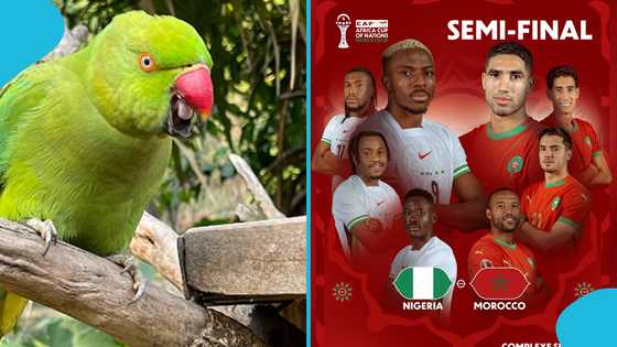 AFCON 2025: Parrot with perfect record picks Nigeria vs Morocco winner