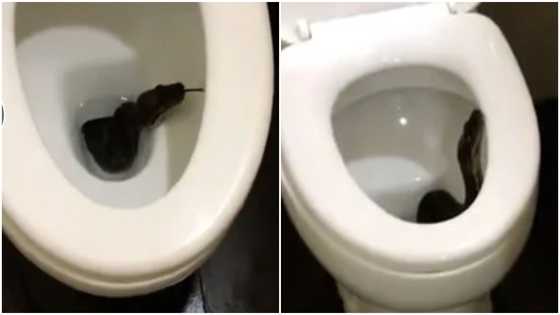 Weird video of huge black snake slithering its way up a toilet stirs reactions on social media