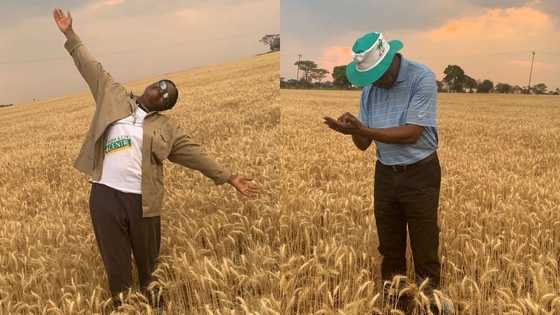 You always inspire: Hardworking female farmer praised for beautiful wheat crops