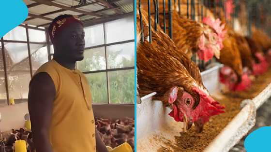 Asamoah Gyan Ventures into Poultry Farming, Seen Inspecting Chickens in Video