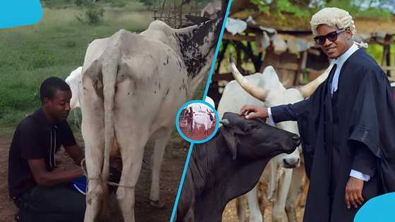 Umaru Sanda explains why he returned to his village in lawyer's wig and gown to pose with cattle