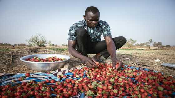 Unexpected strawberry crop spins Burkina's 'red gold'