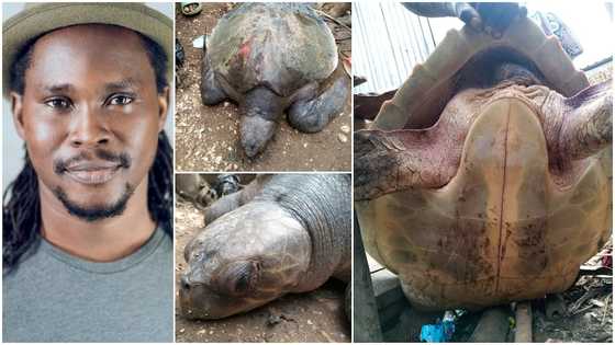 Man rescues giant turtle from people who want to use it for food; shares photos