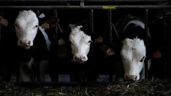Cow manure fuels French tractors