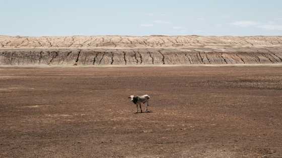 African countries to stand by 1.5C target at climate talks talks